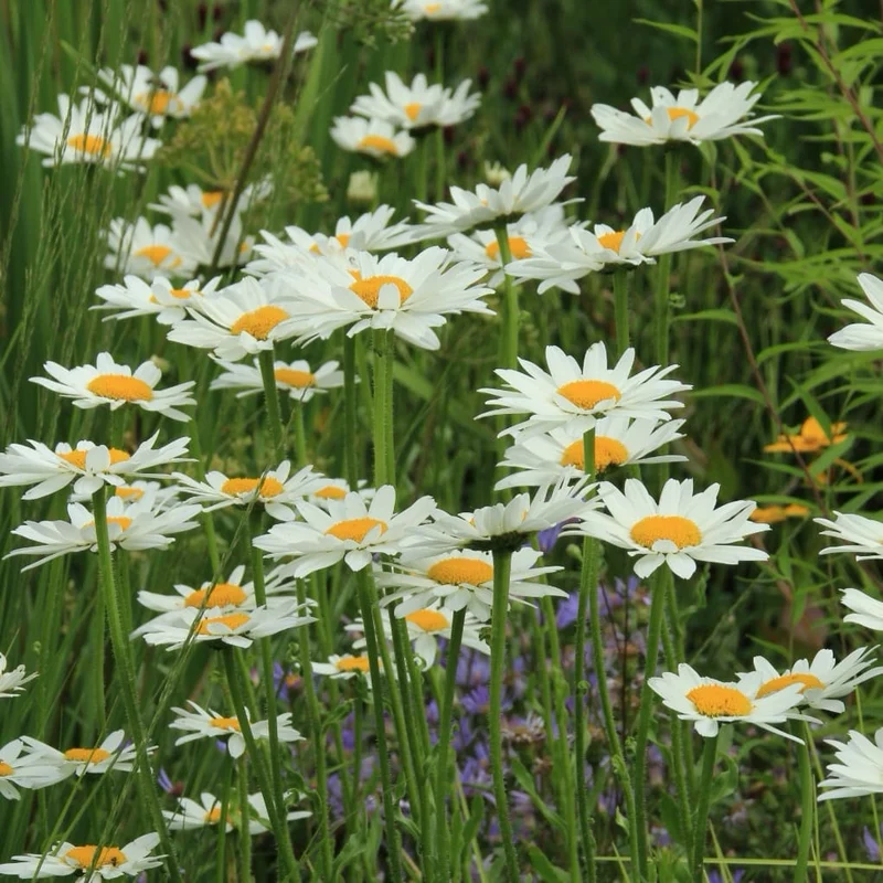 Wiesen-Margerite 'Maikönigin' Weiß