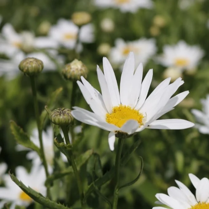Sommer-Margerite 'Silberprinzesschen' Weiß