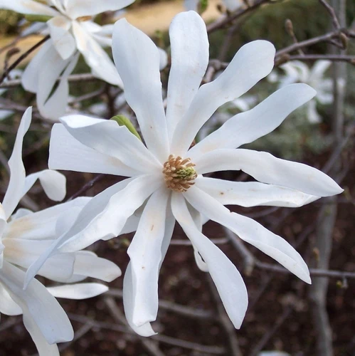 Sternmagnolie als Strauch (Magnolia stellata)