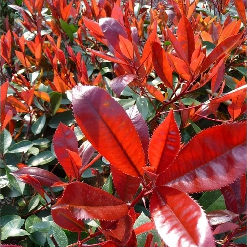 Glänzende Mispel (Photinia fraseri 'Red Robin')