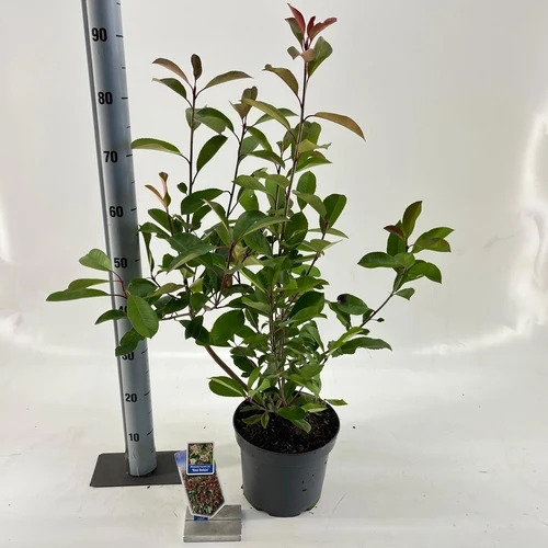 Glänzende Mispel (Photinia fraseri 'Red Robin')