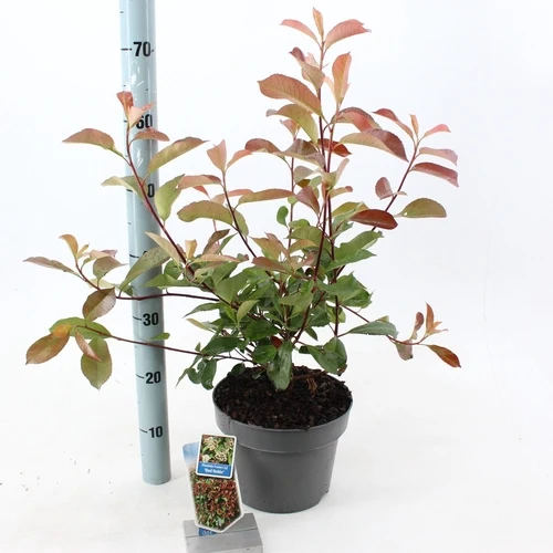 Glänzende Mispel (Photinia fraseri 'Red Robin')
