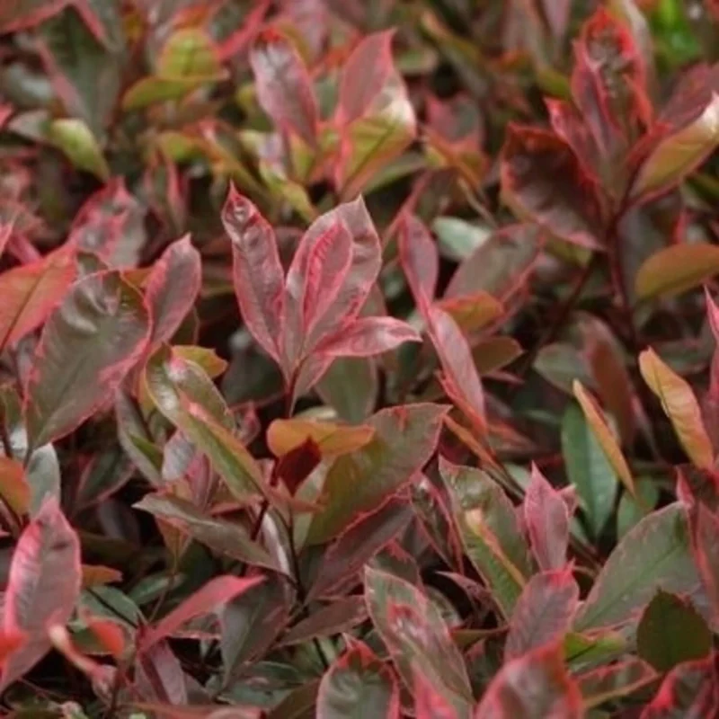 Glänzende Mispel (Photinia fraseri Louise)