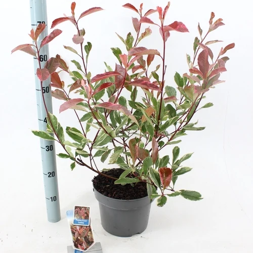 Glänzende Mispel (Photinia fraseri Louise)