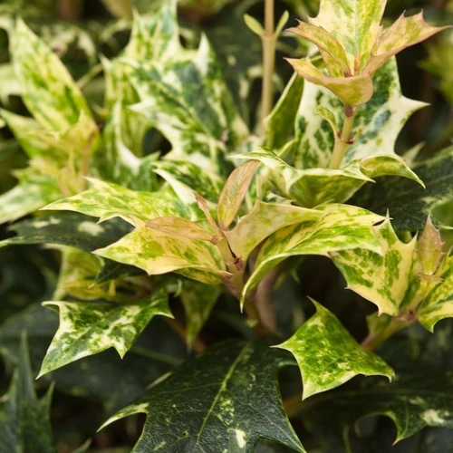 Osmanthus 'Goshiki' (Stein-Stechpalme)