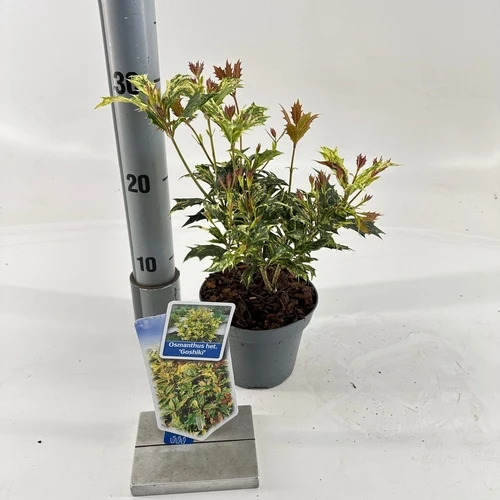 Osmanthus 'Goshiki' (Stein-Stechpalme)