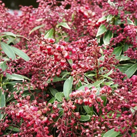 Felsheide (Pieris jap. Polar Passion)