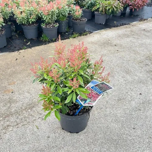 Felsheide (Pieris jap. Polar Passion)