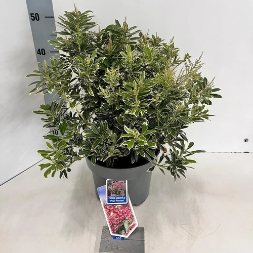 Felsheide (Pieris jap. Polar Passion)