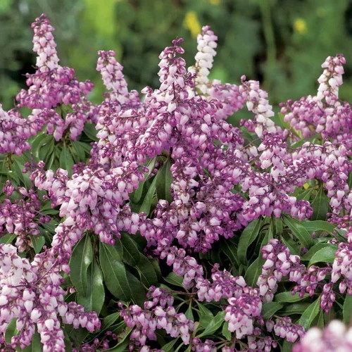 Rock Heather (Pieris jap. Pink Passion)
