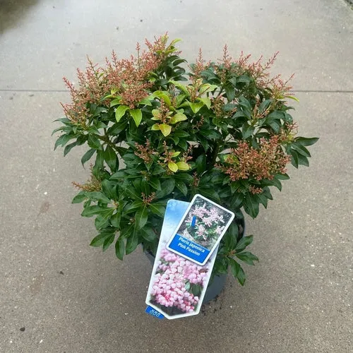 Rock Heather (Pieris jap. Pink Passion)