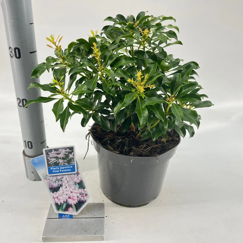 Rock Heather (Pieris jap. Pink Passion)