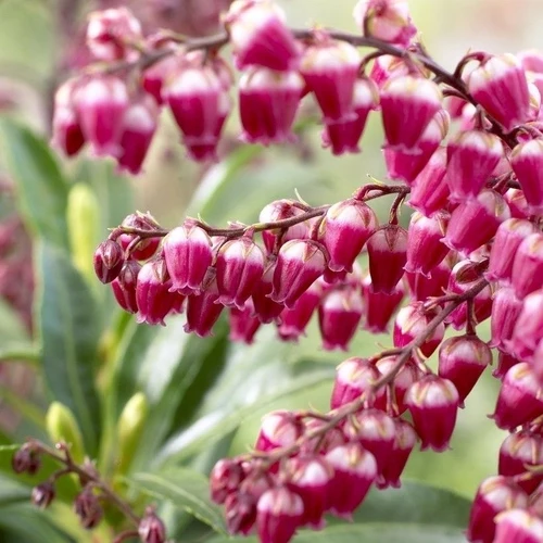 Felsenheide (Pieris jap. 'Passion' PBR)