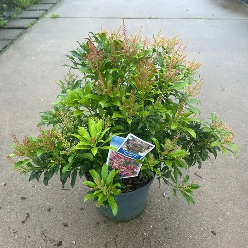 Felsenheide (Pieris jap. 'Passion' PBR)