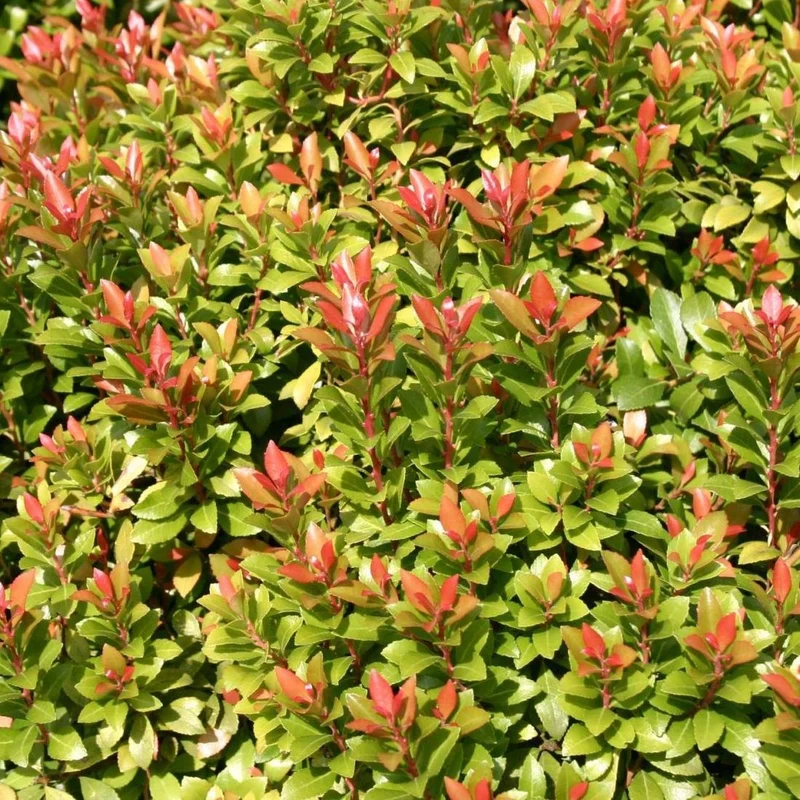 Rock Heath (Pieris jap. 'Little Heath Green')