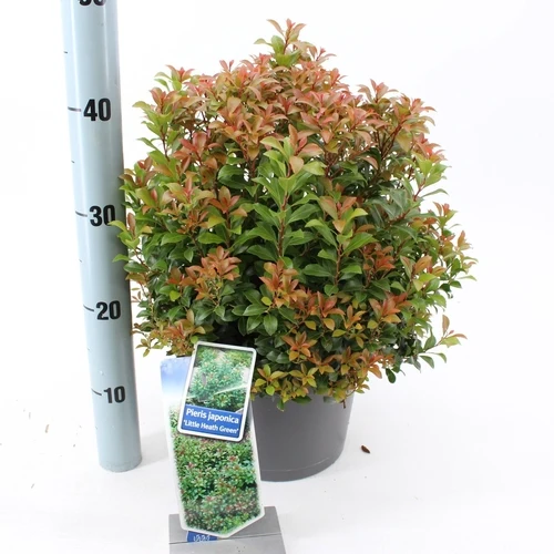 Rock Heath (Pieris jap. 'Little Heath Green')