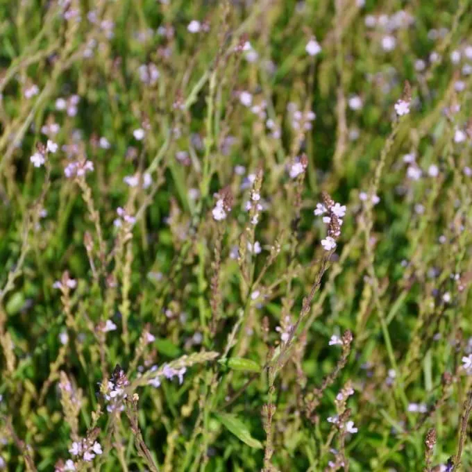 Eisenkraut Violett