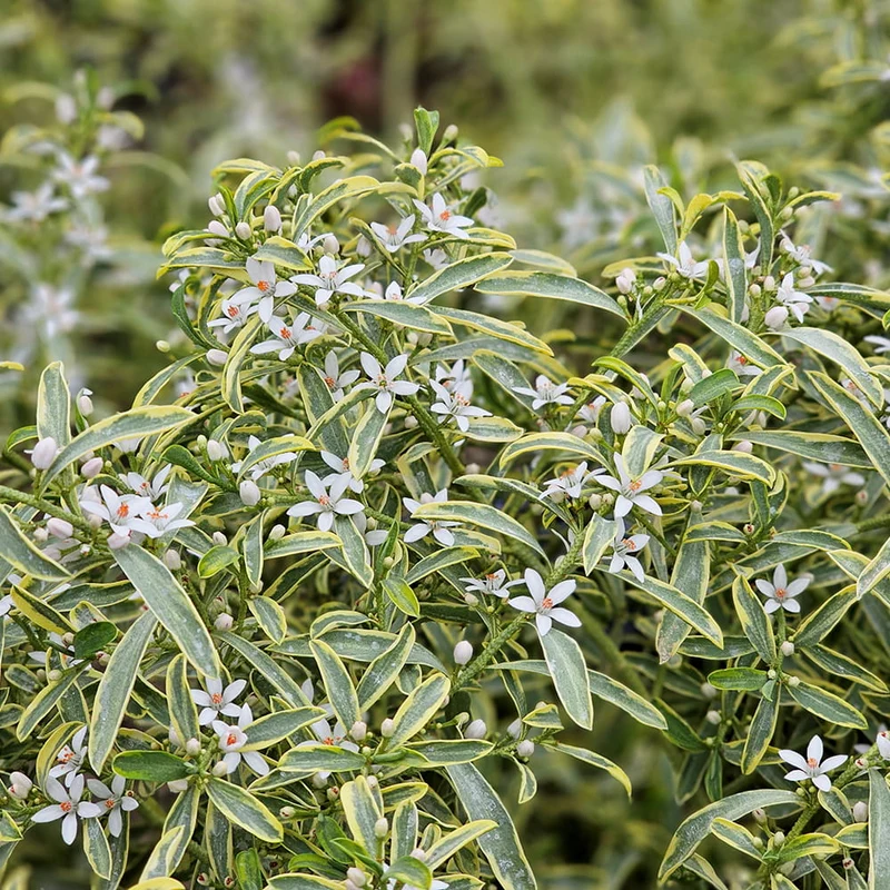 Gold Edge (Eriostemon myoporoides Gold Touch®)