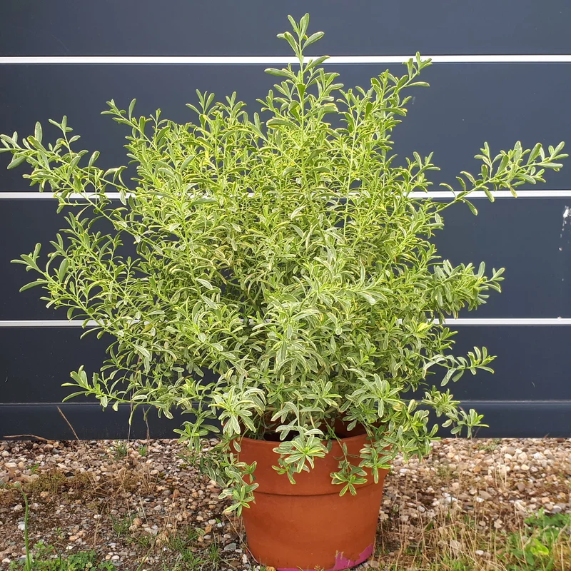 Gold Edge (Eriostemon myoporoides Gold Touch®)