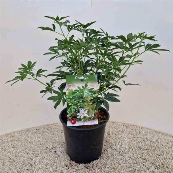 Choisya (Choisya Greenfingers)