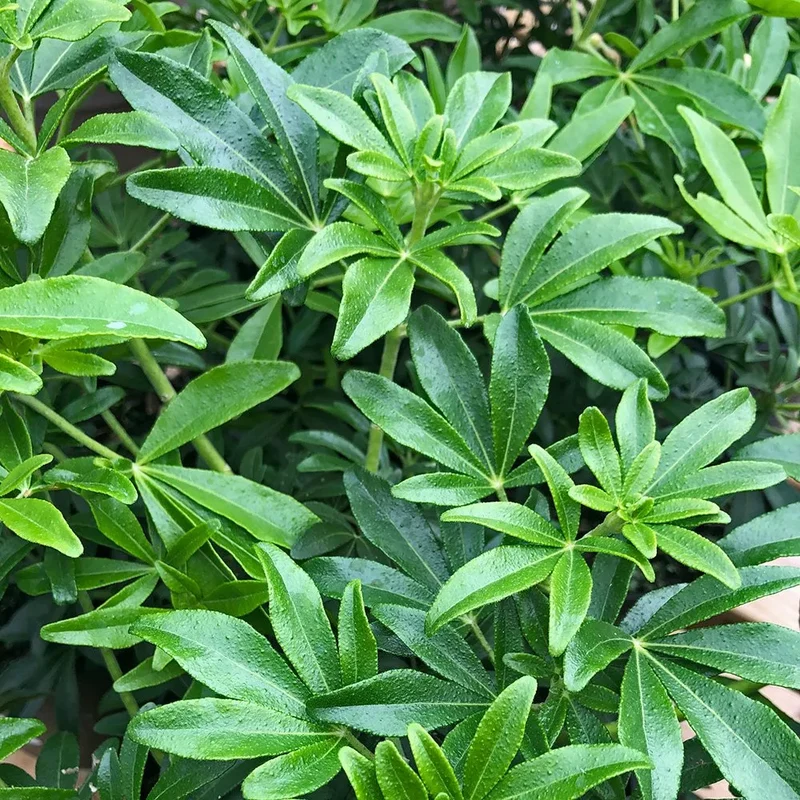 Choisya (Choisya Greenfingers)