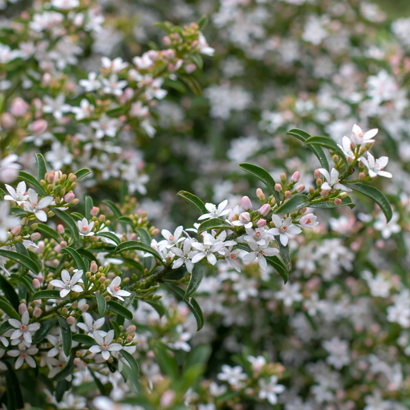 Goldrand (Eriostemon myoporoides)