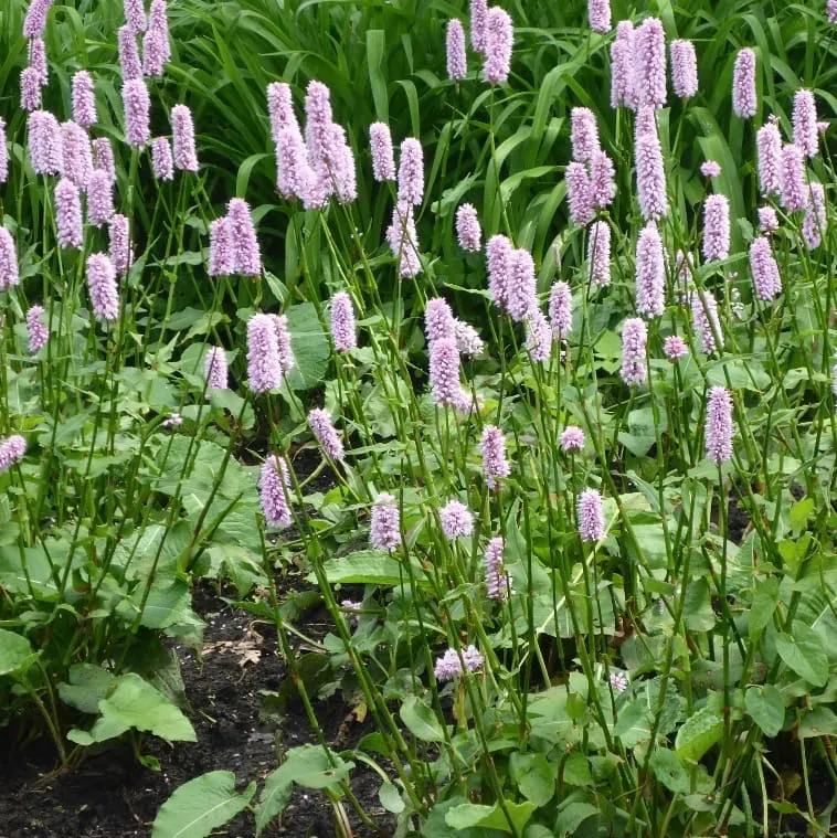 Wiesen-Knöterich Rosa