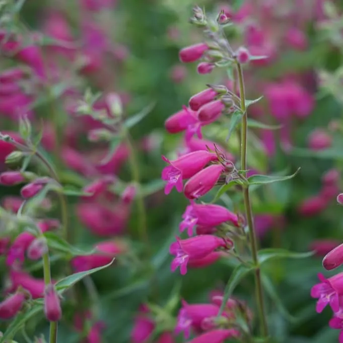 Bartfaden 'Tabasco' Purpur