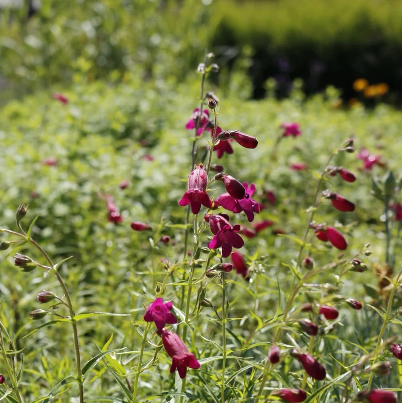Bartfaden 'Tabasco' Purpur
