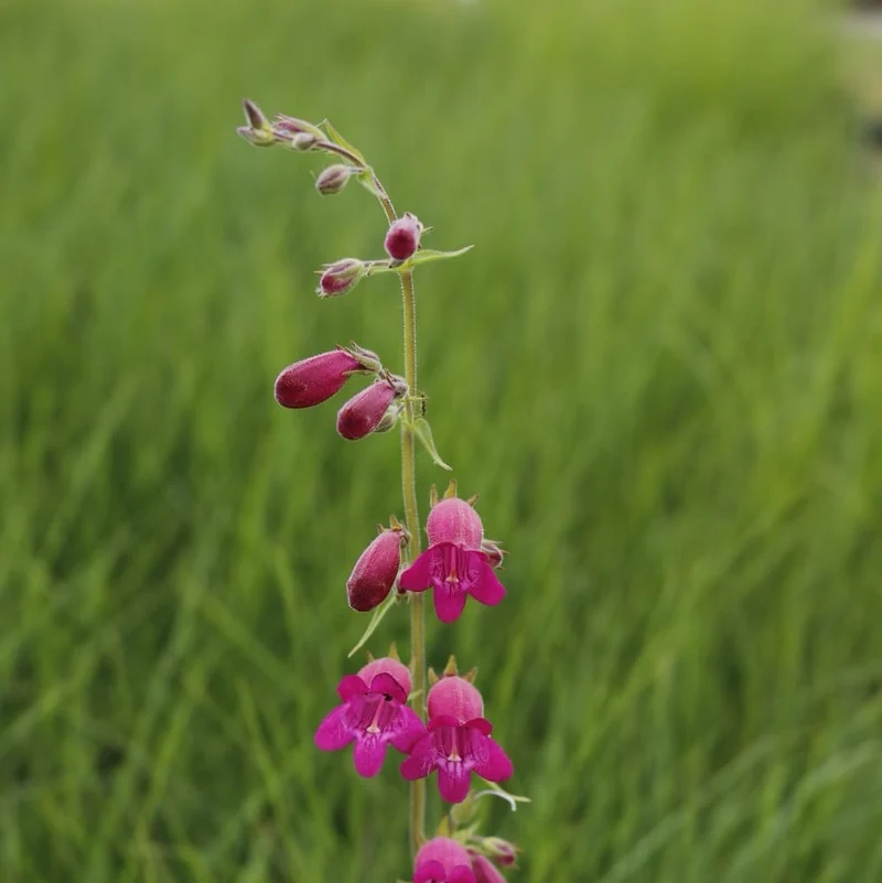 Bartfaden 'Tabasco' Purpur