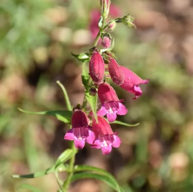 Bartfaden 'Tabasco' Purpur