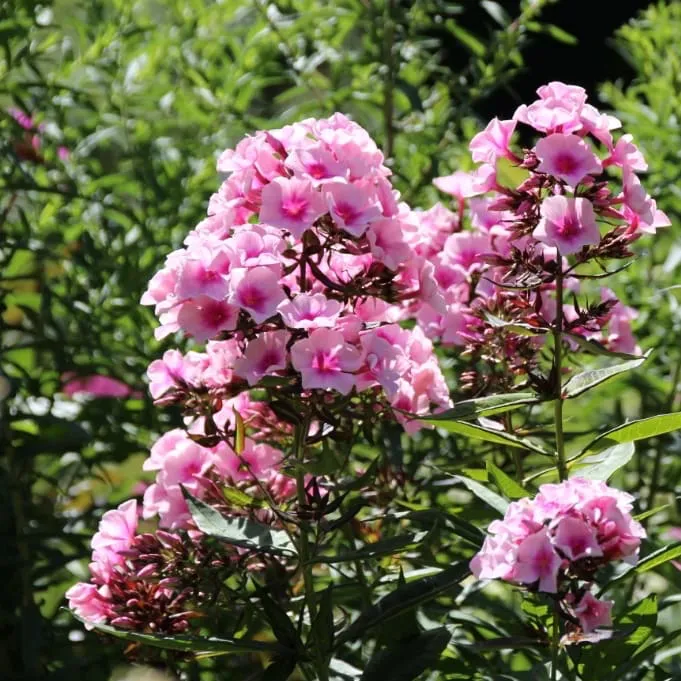 Flammenblume 'Bright Eyes' Rosa