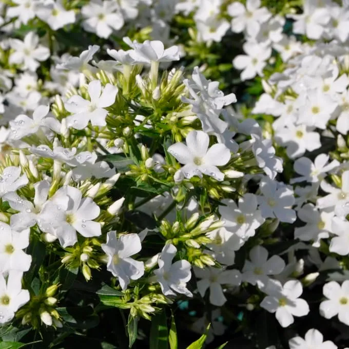 Flammenblume 'Early White'® Weiß