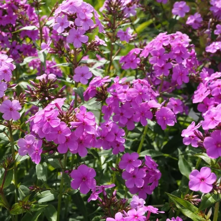 Flammenblume 'Hesperis' Violett