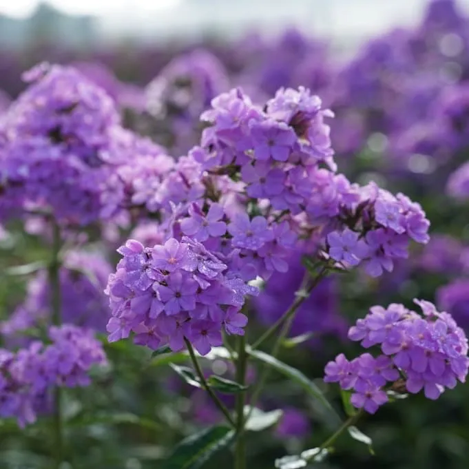 Flammenblume 'Hesperis' Violett