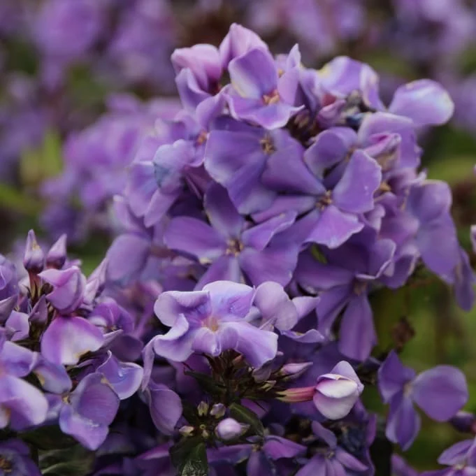 Flammenblume 'Blue Paradise' Blau