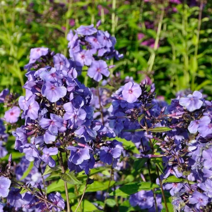 Flammenblume 'Blue Paradise' Blau