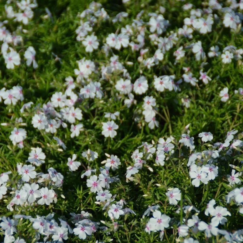 Teppich-Phlox 'Amazing Grace' Weiß