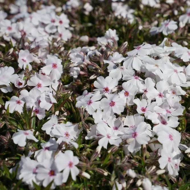 Teppich-Phlox 'Amazing Grace' Weiß