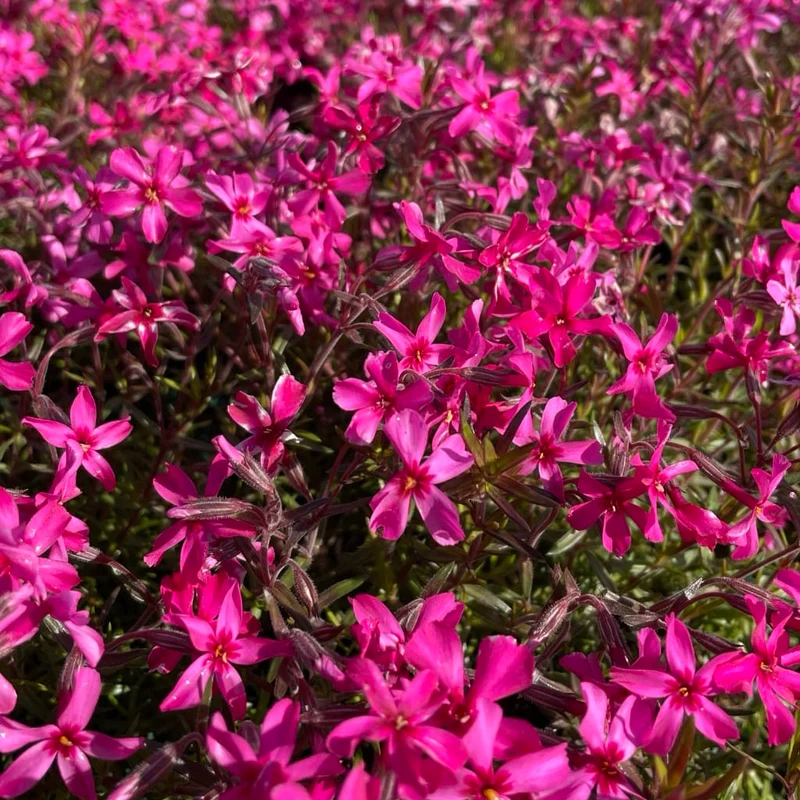 Teppich-Phlox 'Atropurpurea' Purpur