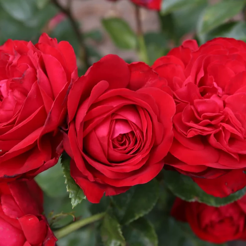 Edelrose 'Tiamo'® Rot