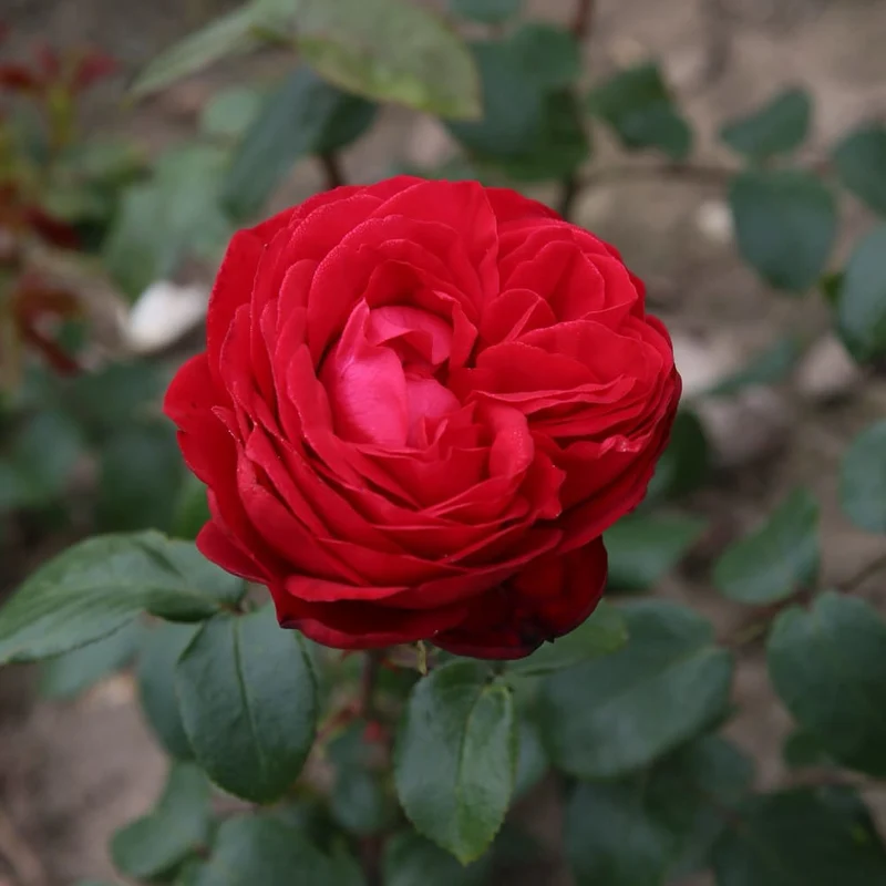 Edelrose 'Tiamo'® Rot