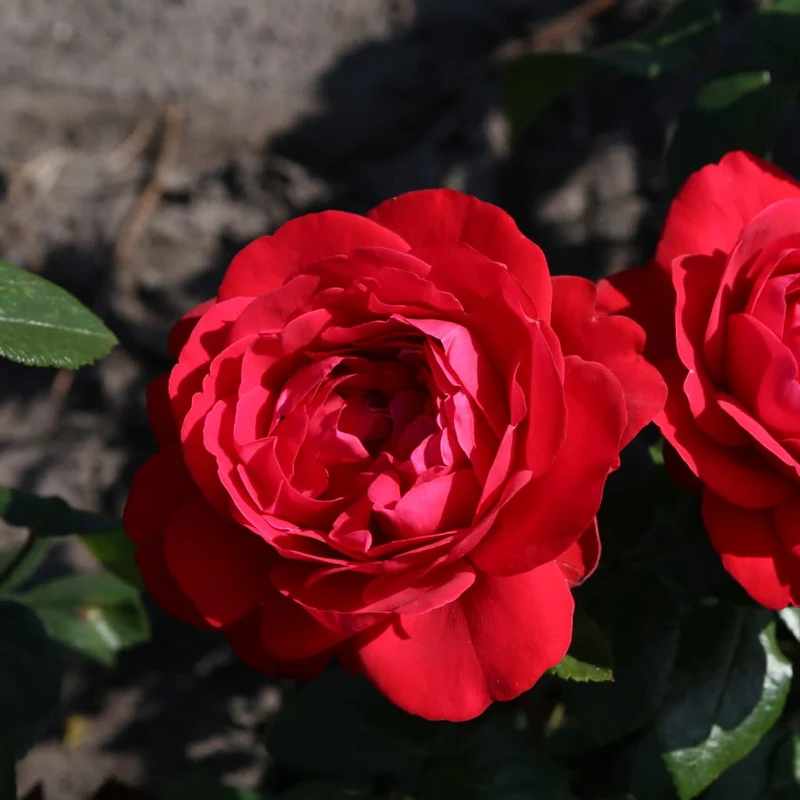 Edelrose 'Tiamo'® Rot