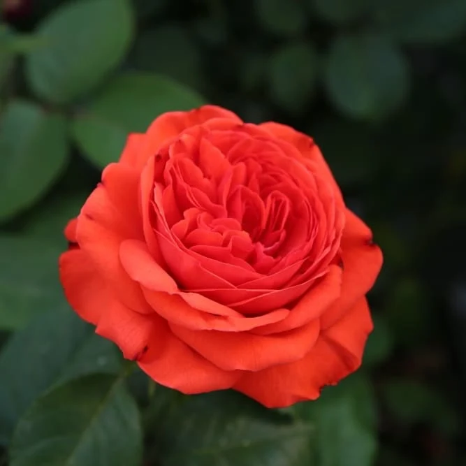 Edelrose 'Vulcano'® Kirschrot-Gelb