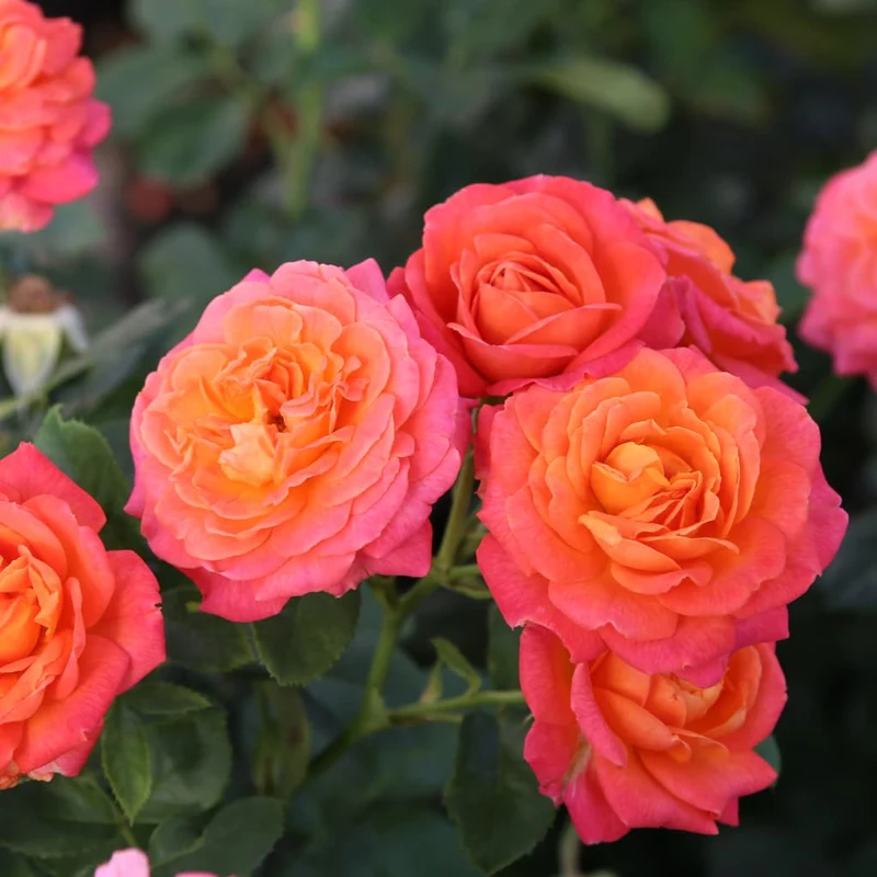 Edelrose 'Vulcano'® Kirschrot-Gelb