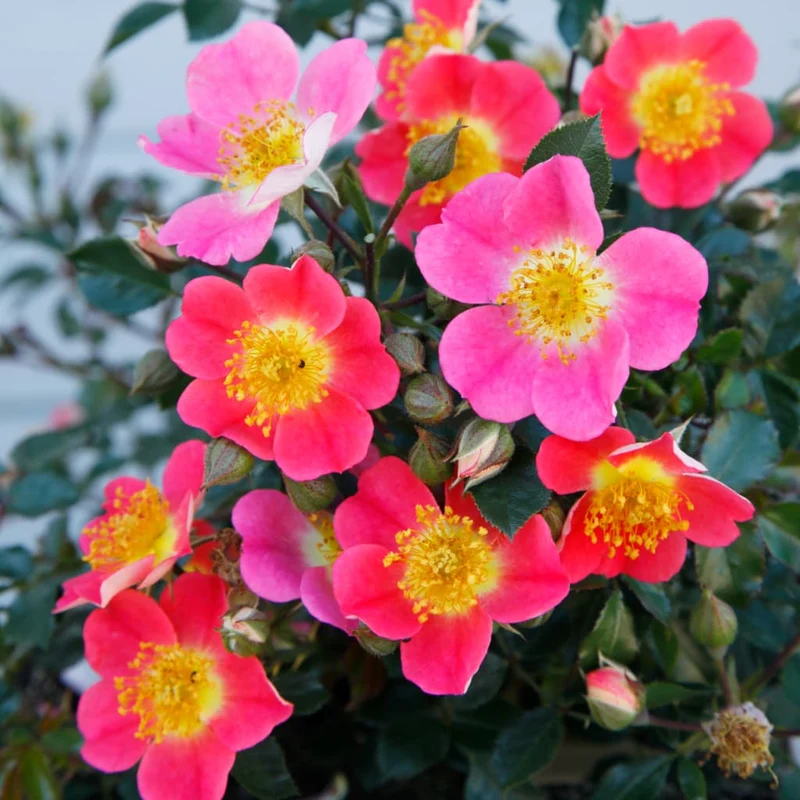 Bodendeckerrose 'Topolina'® Rosa-Gelb