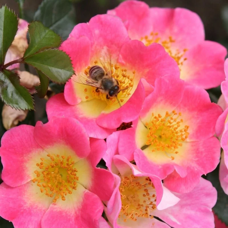 Bodendeckerrose 'Topolina'® Rosa-Gelb