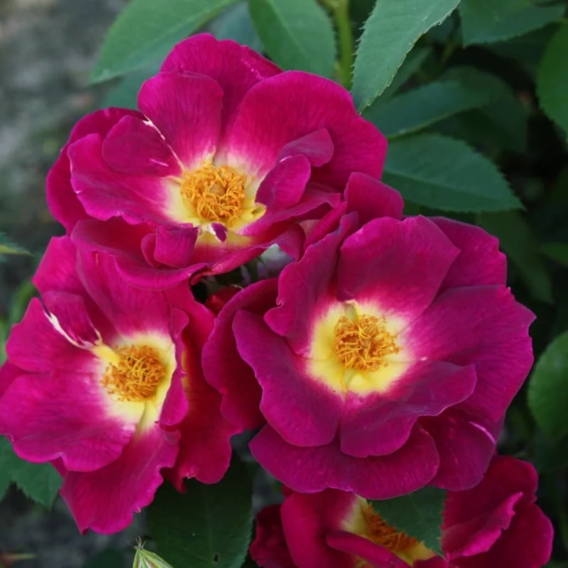 Bodendeckerrose 'Weg der Sinne'® Purpurviolett-Gelb