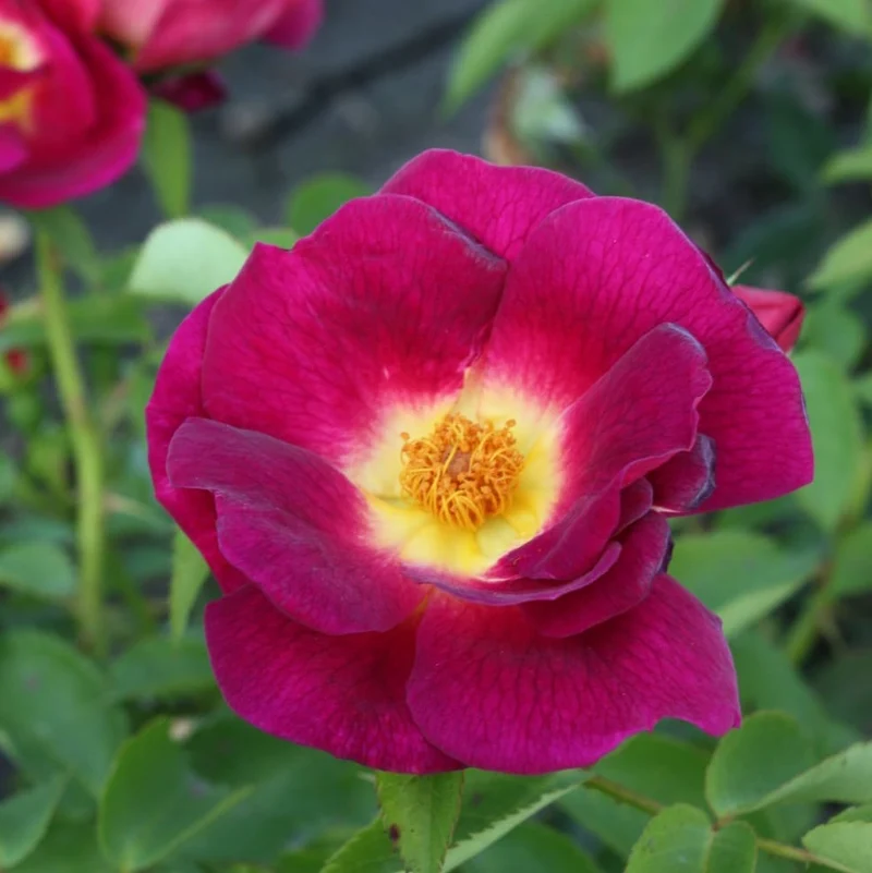 Bodendeckerrose 'Weg der Sinne'® Purpurviolett-Gelb
