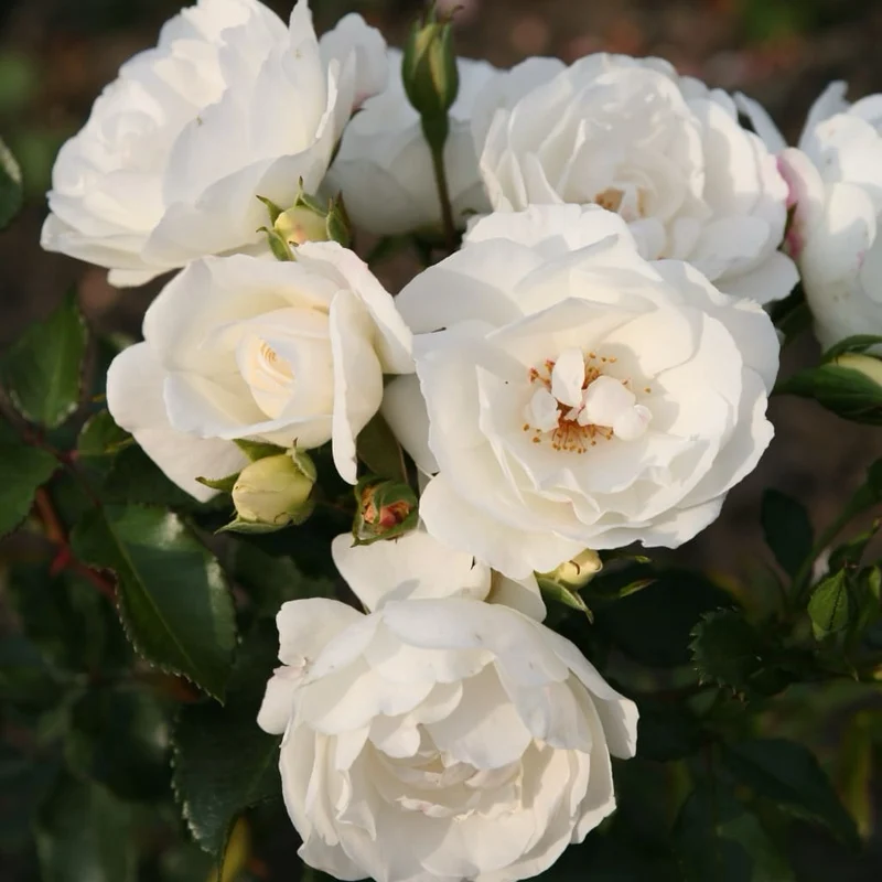 Strauchrose 'Weisse Wolke'® Weiß